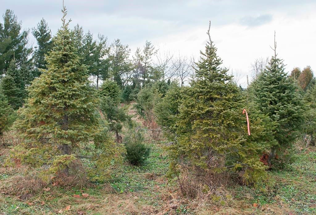 Alberta Christmas tree shortage due to rising demand