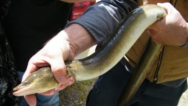 Kitigan Zibi Anishinābeg calls for safe passage for American eels on the Ottawa River